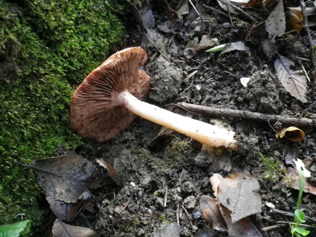 fungo da identificare 2